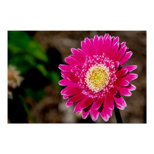 Garvinea Sweet Fiesta Gerber Daisy ポスター (正面)