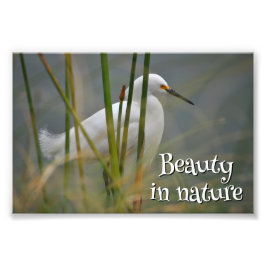 Garza blanca フォトプリント