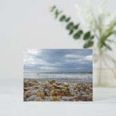 Gasparillaの島の海岸の貝殻 シーズンポストカード (スタンド正面)