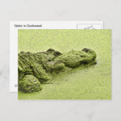 Gator - Green In Duckweed ポストカード (正面/裏面)
