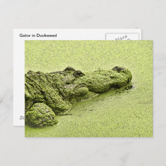Gator - Green In Duckweed ポストカード (正面/裏面)