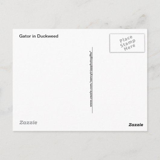 Gator - Green In Duckweed ポストカード (裏面)