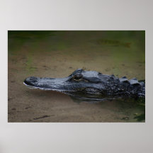 Gator Resting Poster -36x24 – その他のサイズが利用可能