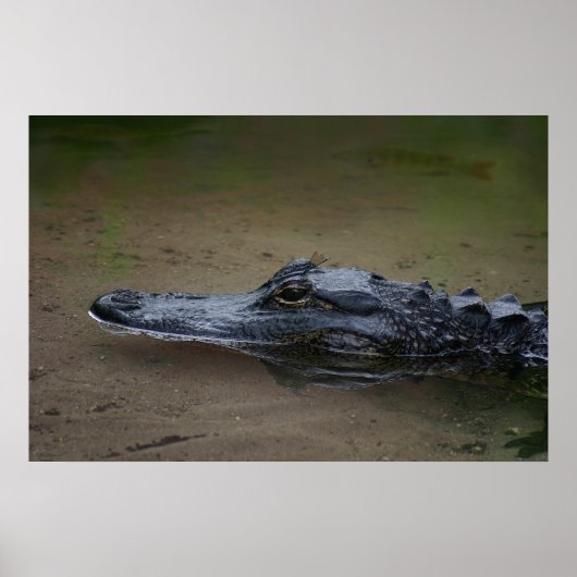 Gator Resting Poster -36x24 – その他のサイズが利用可能 ポスター (正面)