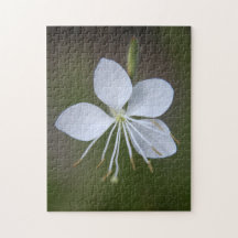 Gauraのlindheimeri -旋回の蝶