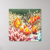 GB Print on canvas clown fish キャンバスプリント (正面)