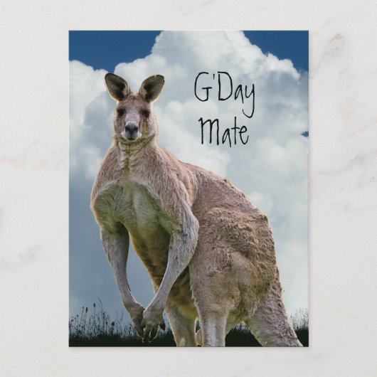 G'Day Mateカンガルーはがき ポストカード (正面)