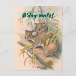 G'day Mate Australian Greeting with Koalas ポストカード