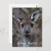 G'Day Mate Kangaroo Australia ポストカード (正面/裏面)
