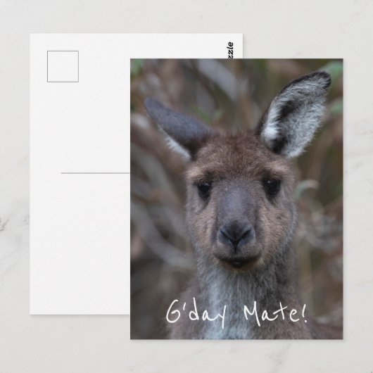 G'Day Mate Kangaroo Australia ポストカード (正面/裏面)