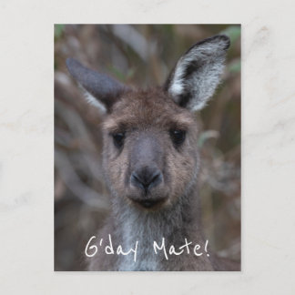 G'Day Mate Kangaroo Australia ポストカード