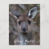 G'Day Mate Kangaroo Australia ポストカード (正面)