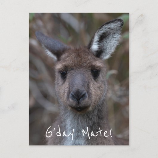 G'Day Mate Kangaroo Australia ポストカード (正面)
