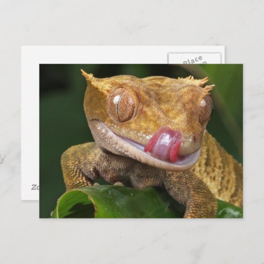 GECKOおもしろいが彼の唇のはがきを舐める ポストカード (正面/裏面)