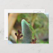 Gecko – トカゲ愛好家のために！ ポストカード (正面/裏面)