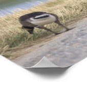 Geeseフォトポスター ポスター (角)