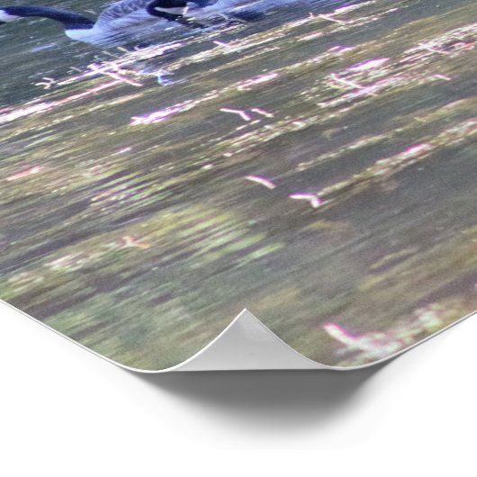 Geese写真 ポスター (角)