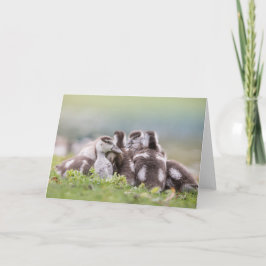 Geese Chicksの自然写真 カード