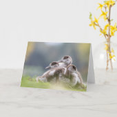 Geese Chicksの自然写真 カード (黄色い花)