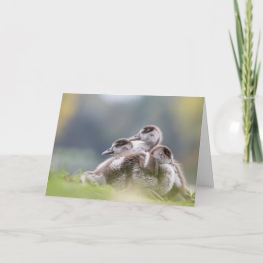 Geese Chicksの自然写真 カード (正面)