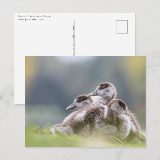 Geese Chicksの自然写真 ポストカード (正面/裏面)