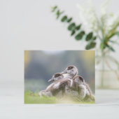 Geese Chicksの自然写真 ポストカード (スタンド正面)