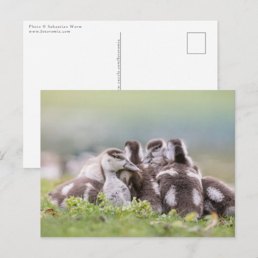 Geese Chicksの自然写真 ポストカード (正面/裏面)