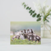 Geese Chicksの自然写真 ポストカード (スタンド正面)