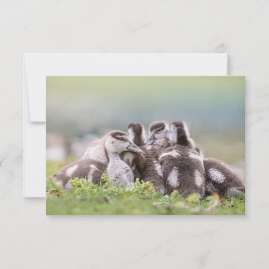 Geese Chicks自然フォトカード (正面)