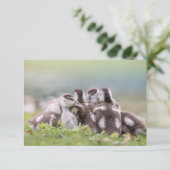 Geese Chicks自然フォトカード (スタンド正面)