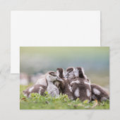 Geese Chicks自然フォトカード (正面/裏面)