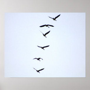 Geese in Flight 20x16ポスタープリントウォールアートデコール ポスター