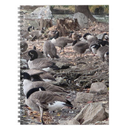 Geese in the Park Notebook ノートブック