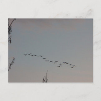 Geese on the Flyはがき ポストカード