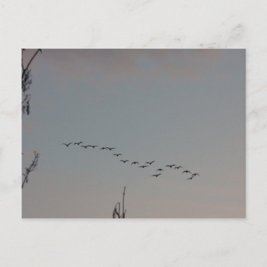 Geese on the Flyはがき ポストカード (正面)