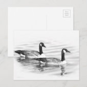 Geese on Water ポストカード (正面/裏面)