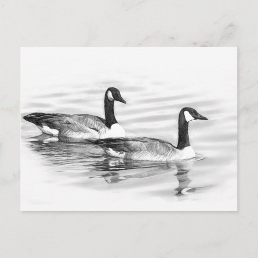 Geese on Water ポストカード (正面)