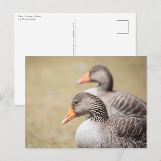 Geese Wildlife写真 ポストカード (正面/裏面)
