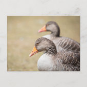 Geese Wildlife写真 ポストカード (正面)