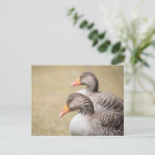 Geese Wildlife写真 ポストカード (スタンド正面)