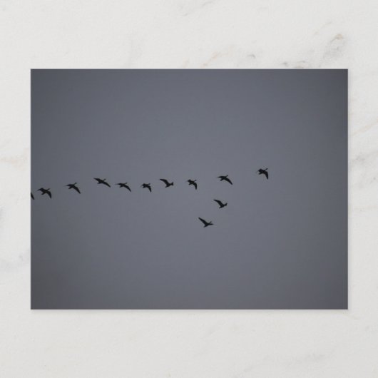 Geese's ポストカード (正面)