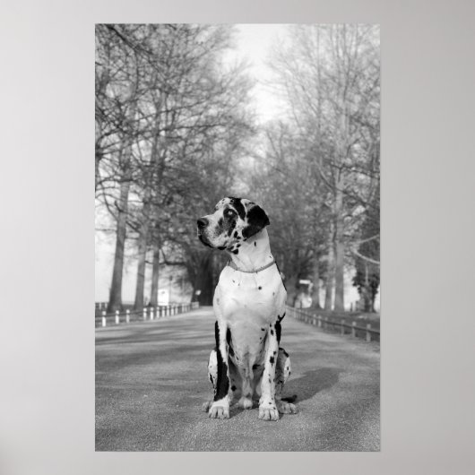 Gefleckte Dogge ポスター (正面)