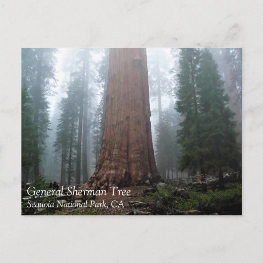 General Sherman Tree, Sequoia, CA Postages ポストカード (正面)