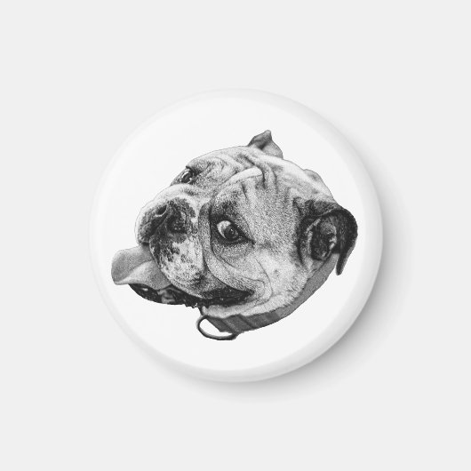Gentle Bulldog Magnet マグネット (正面)