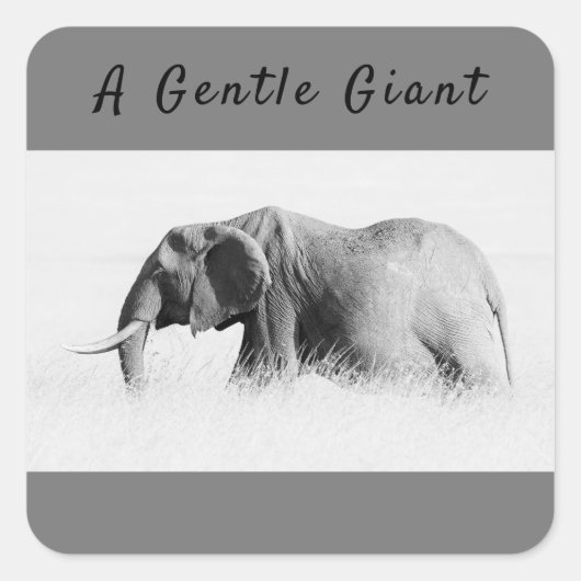 Gentle Giant Elephantの高鍵写真(文字付き) スクエアシール (正面)