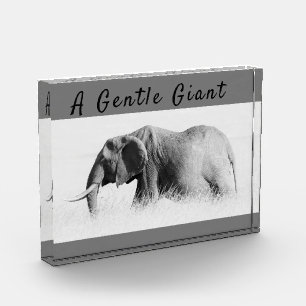 Gentle Giant Elephantの高鍵写真(文字付き) フォトブロック