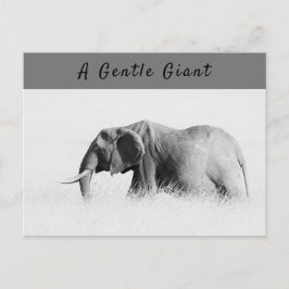 Gentle Giant Elephantの高鍵写真(文字付き) ポストカード