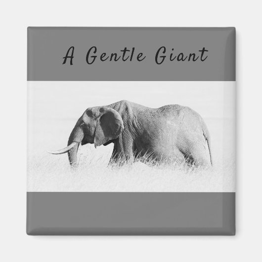 Gentle Giant Elephantの高鍵写真(文字付き) マグネット (正面)
