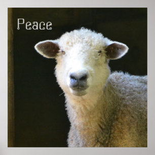 Gentle Sheep ポスター
