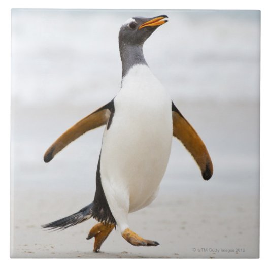 Gentooのペンギン タイル (正面)